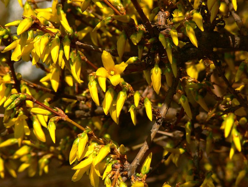 Forsythien