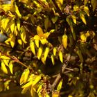 Forsythien