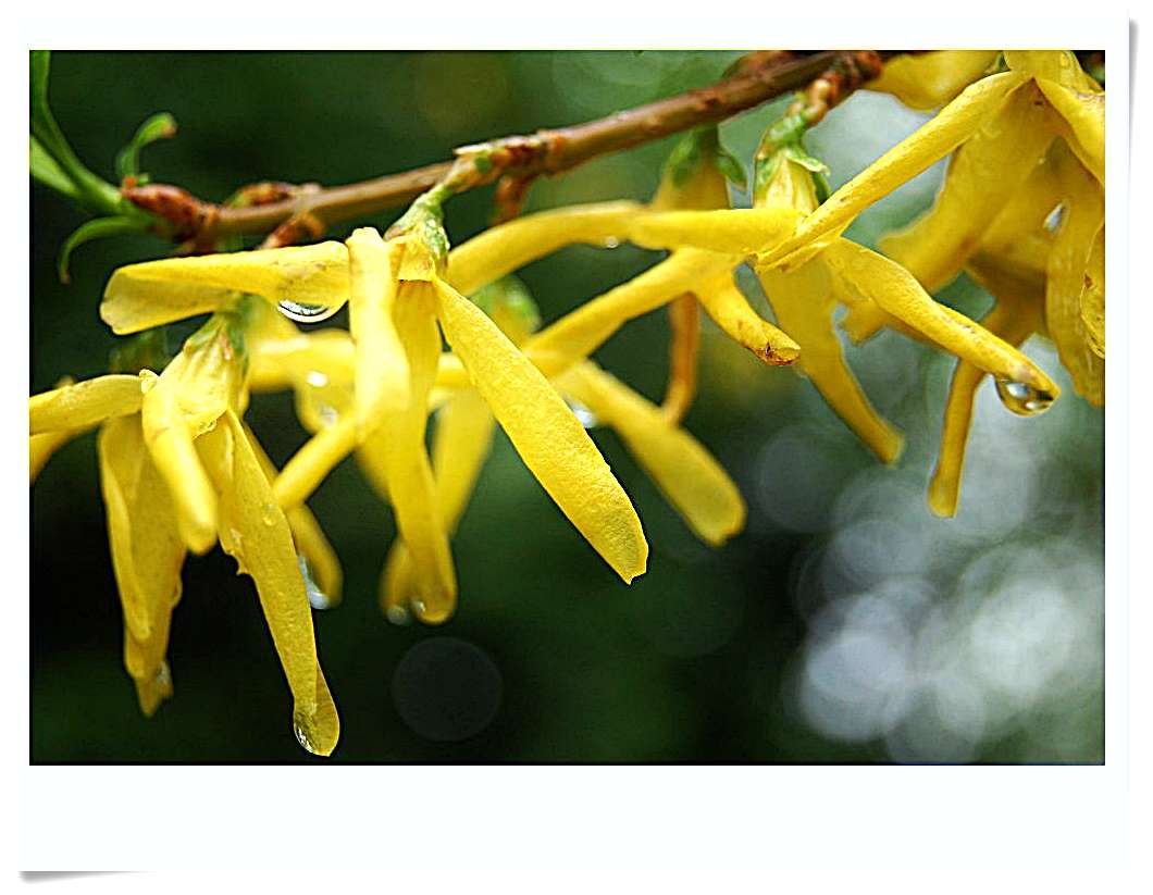 Forsythien am Samstag