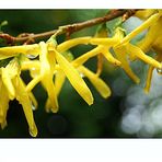 Forsythien am Samstag