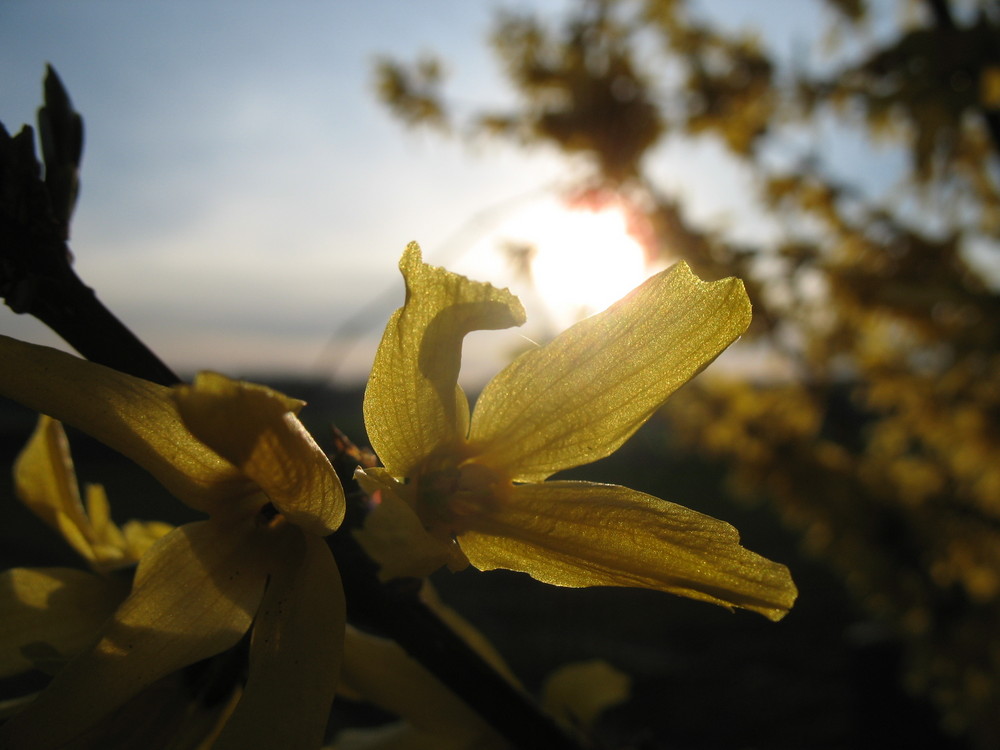 Forsythien