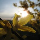 Forsythien