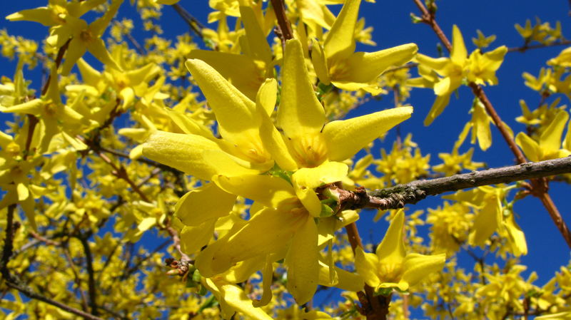 Forsythien