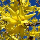 Forsythien