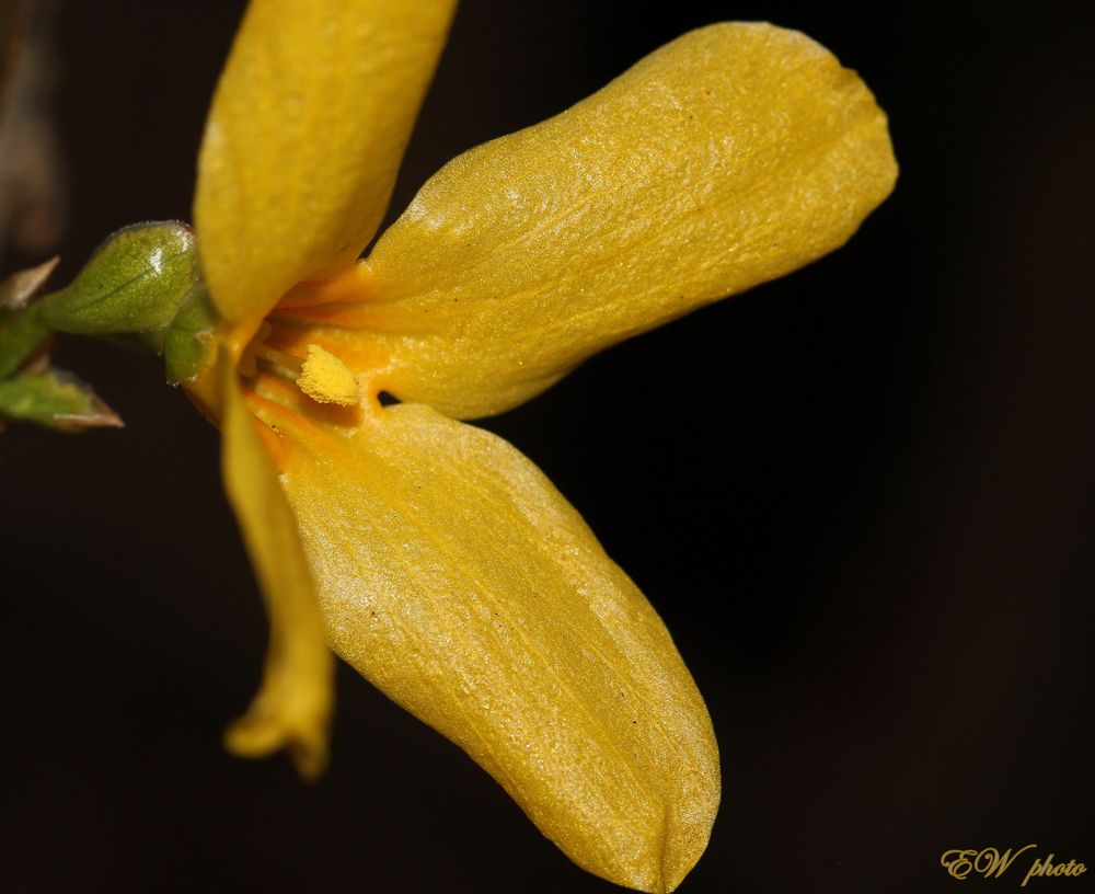 Forsythien-Blüte