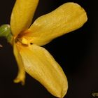 Forsythien-Blüte