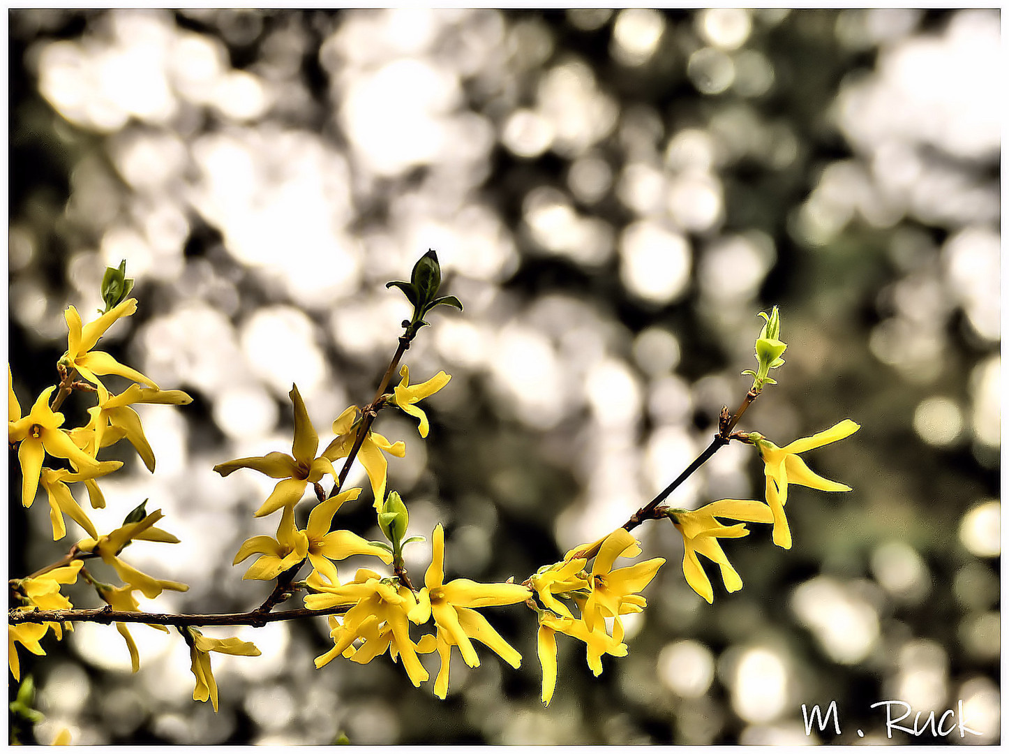 Forsythien Blüten im Gegenlicht !