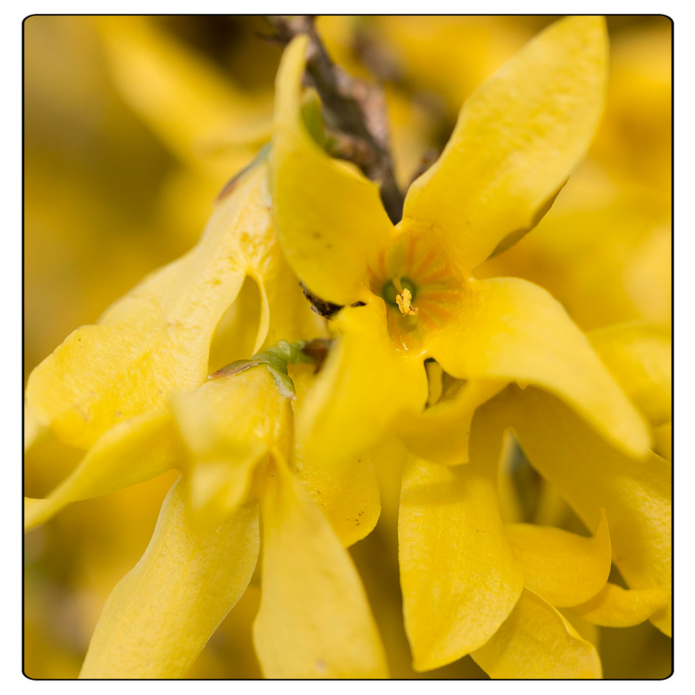 Forsythien