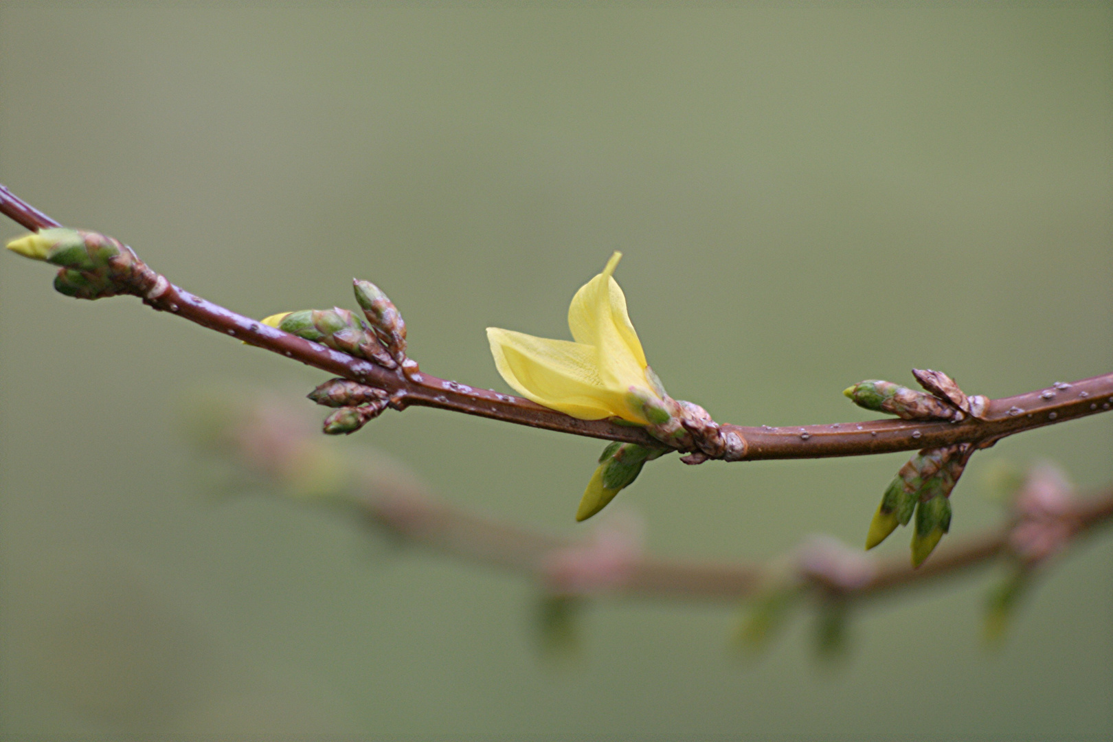 Forsythien (Canon+Pentacon)