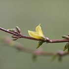 Forsythien (Canon+Pentacon)