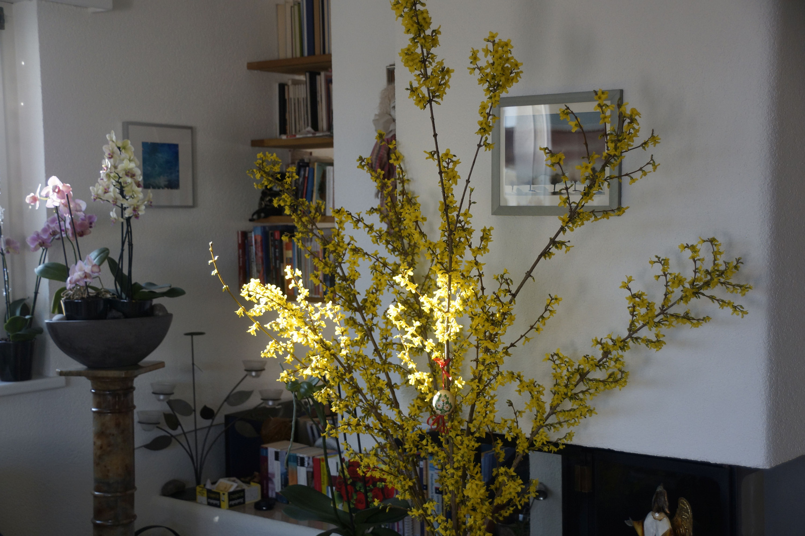 Forsythien