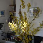 Forsythien