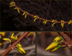 Forsythien-Collage