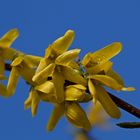 Forsythien