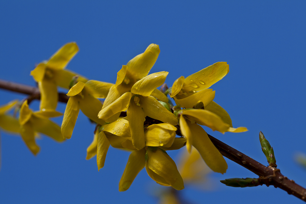 Forsythien