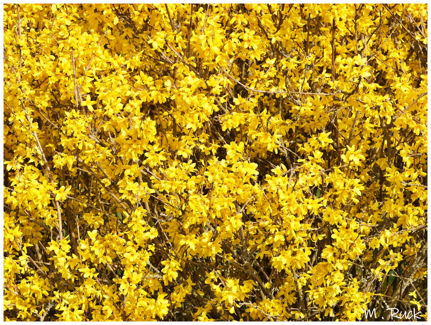 Forsythien gelb ! 