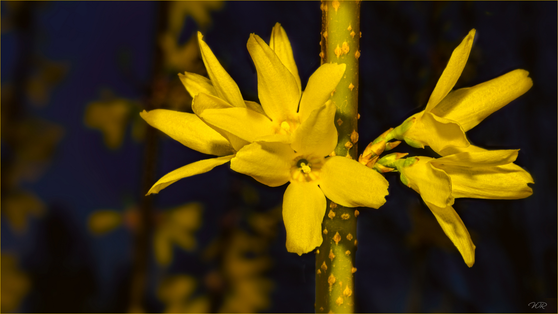 Forsythien-Großaufnahme