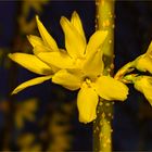 Forsythien-Großaufnahme