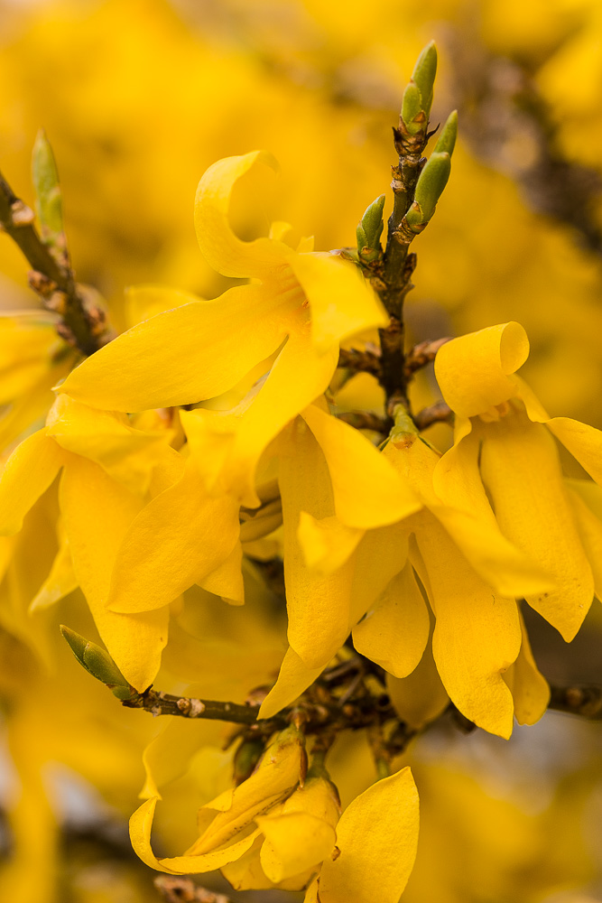 Forsythien II