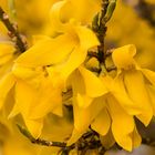 Forsythien II