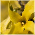 Forsythien III