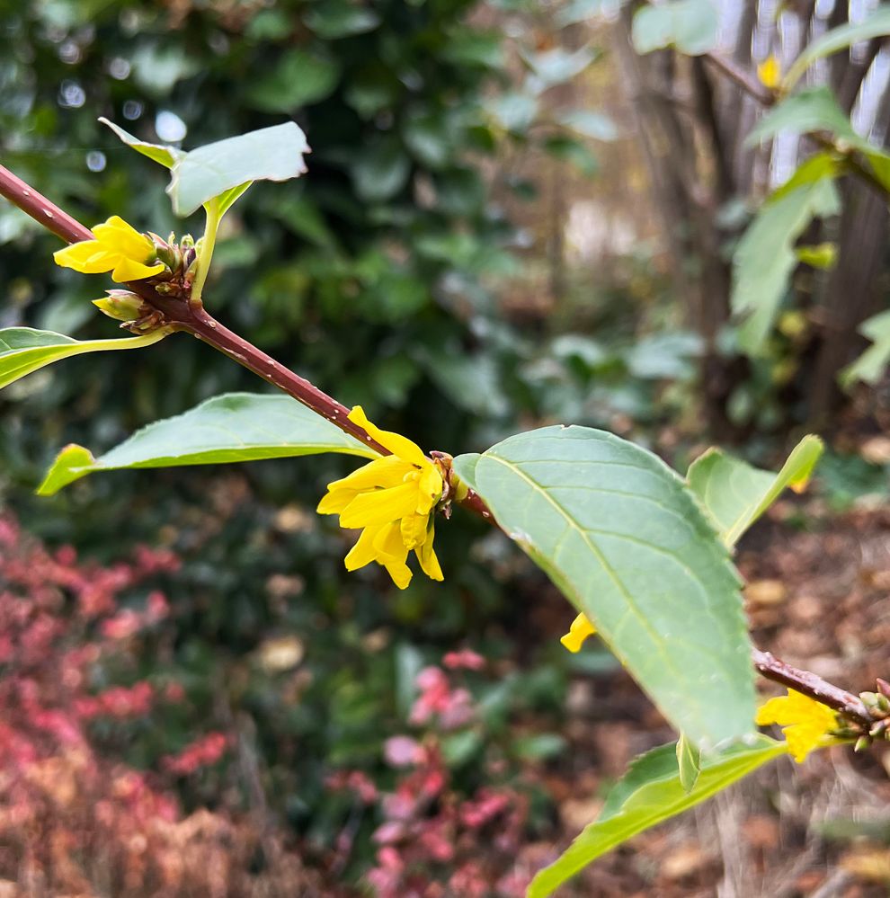 Forsythien im Dezember 2022