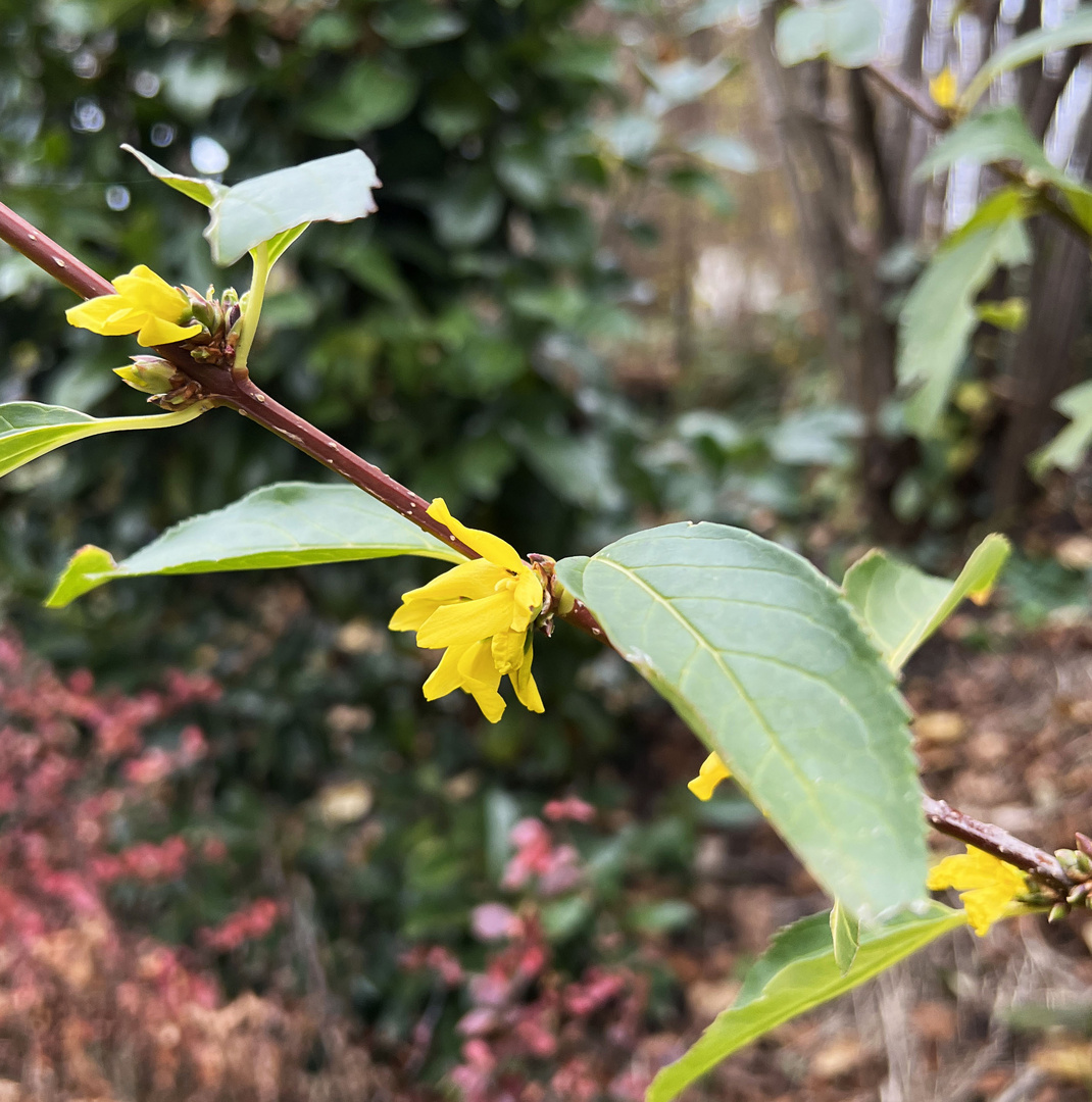 Forsythien im Dezember 2022