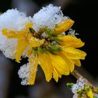 forsythien im schnee