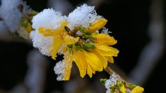 forsythien im schnee