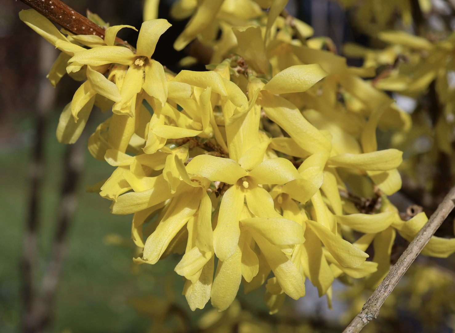 Forsythien im Sonnenlicht