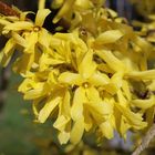 Forsythien im Sonnenlicht