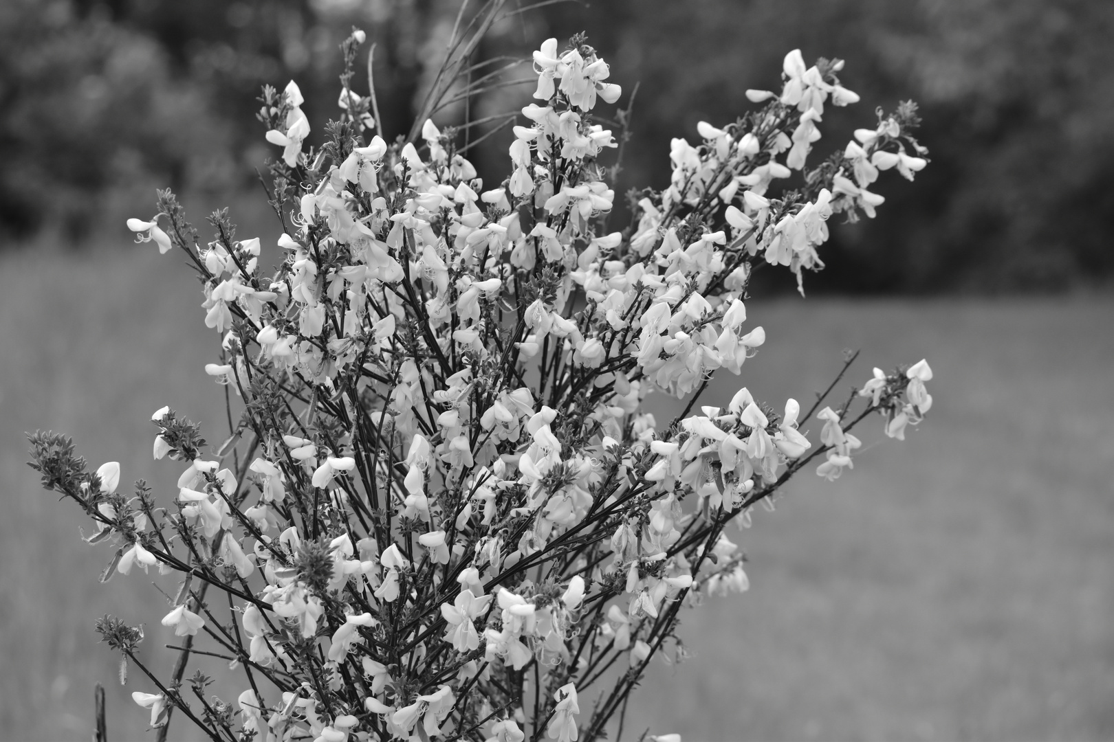 Forsythien in schwarz-weiß