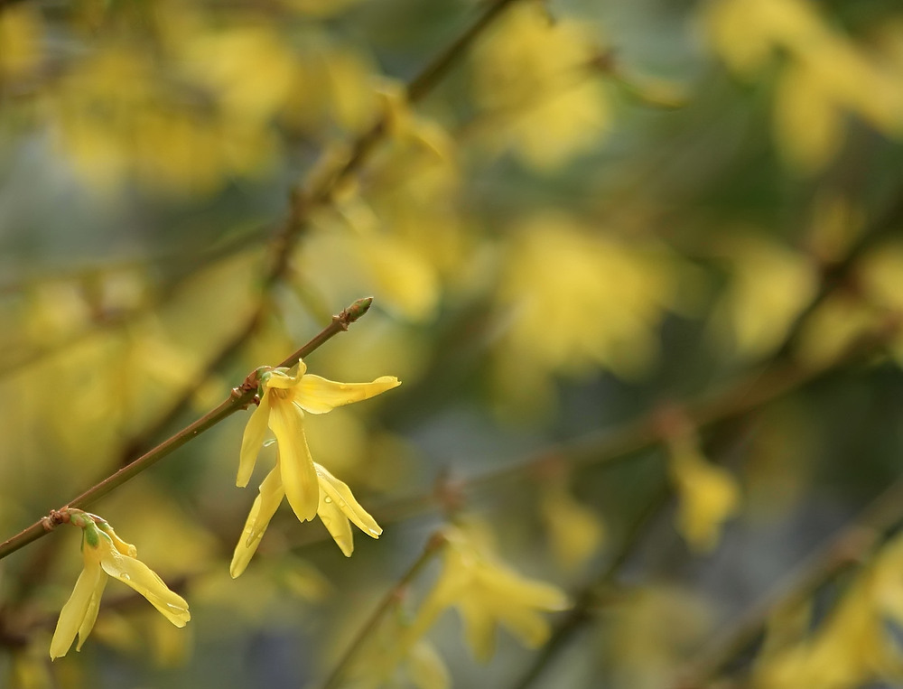 Forsythien in Vollblüte...