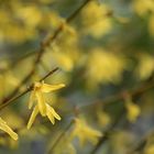 Forsythien in Vollblüte...