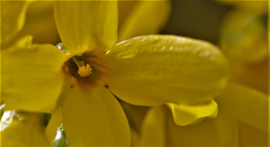 Forsythien ins Herz geschaut....