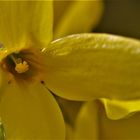 Forsythien ins Herz geschaut....