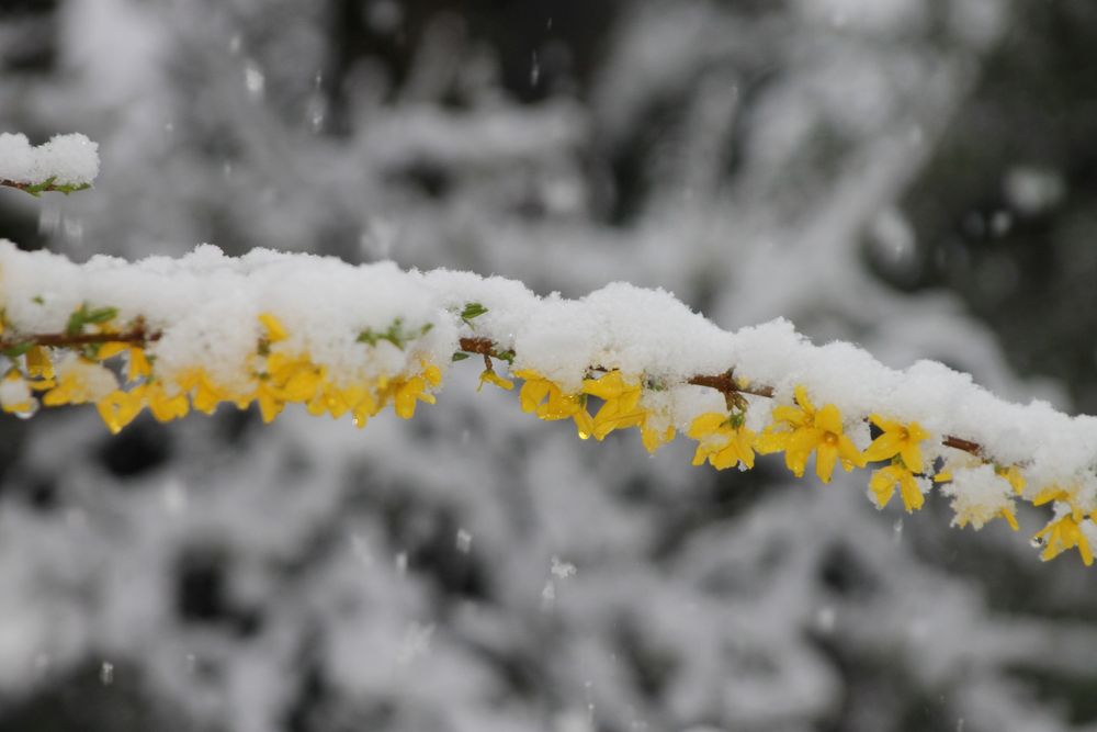 Forsythien mit Schneehäubchen by Andreas Prasch Fotografie