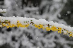 Forsythien mit Schneehäubchen