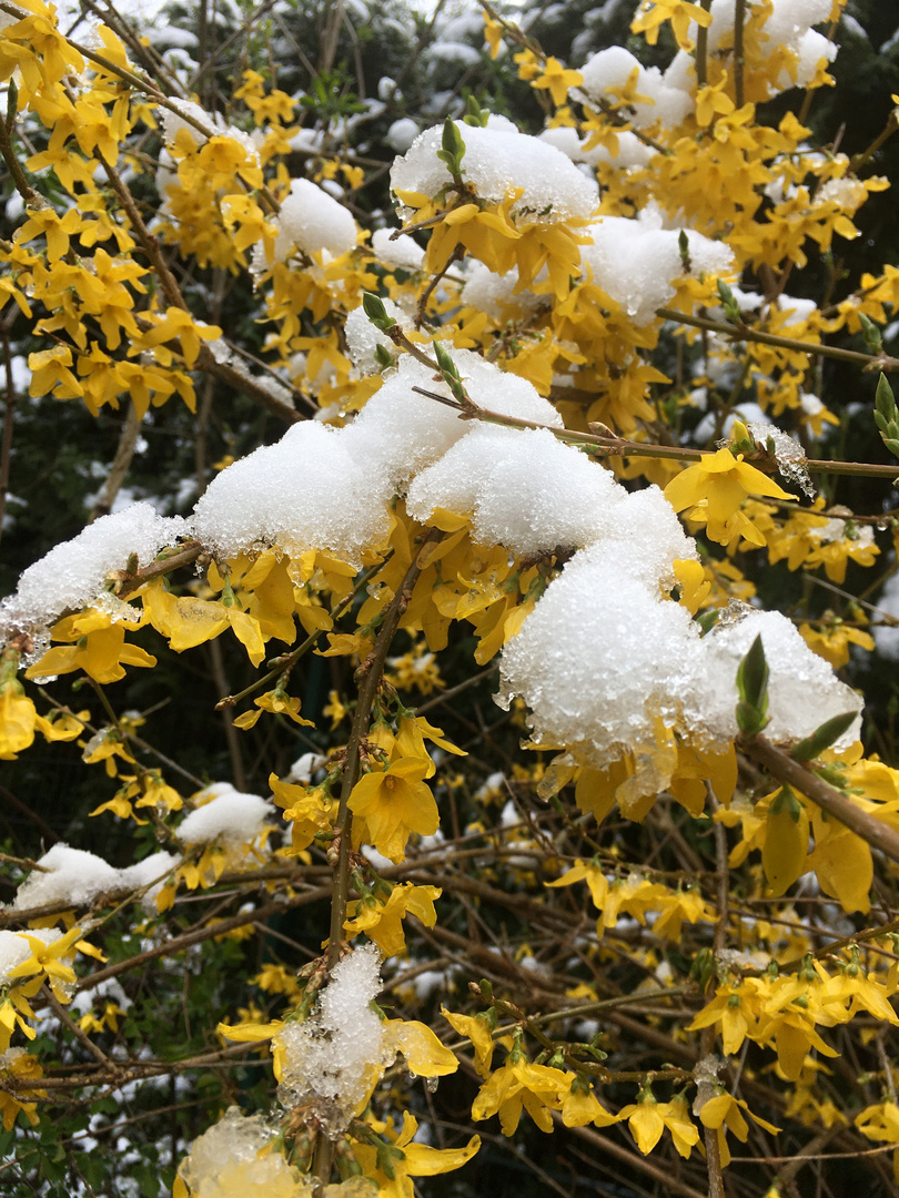 Forsythien mit Schneehaube