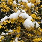 Forsythien mit Schneehaube