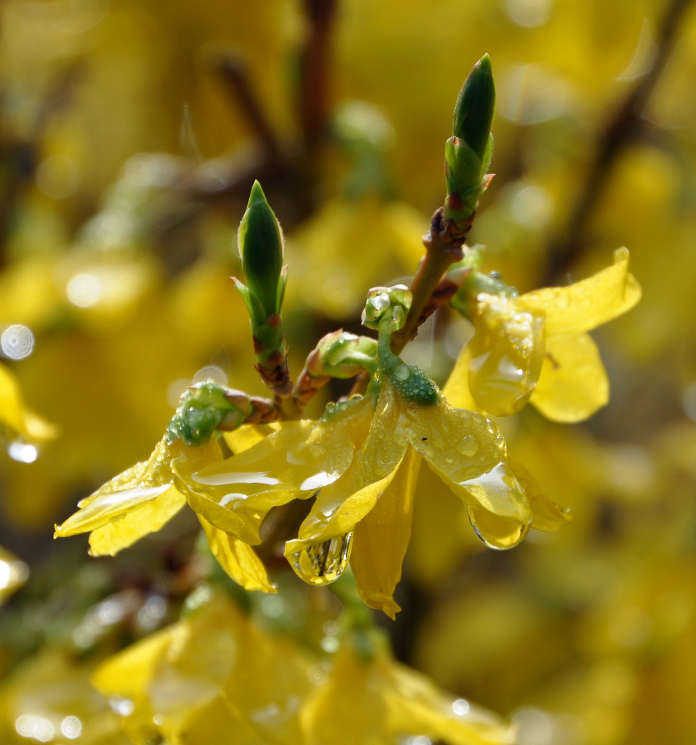 Forsythien nach dem Regen