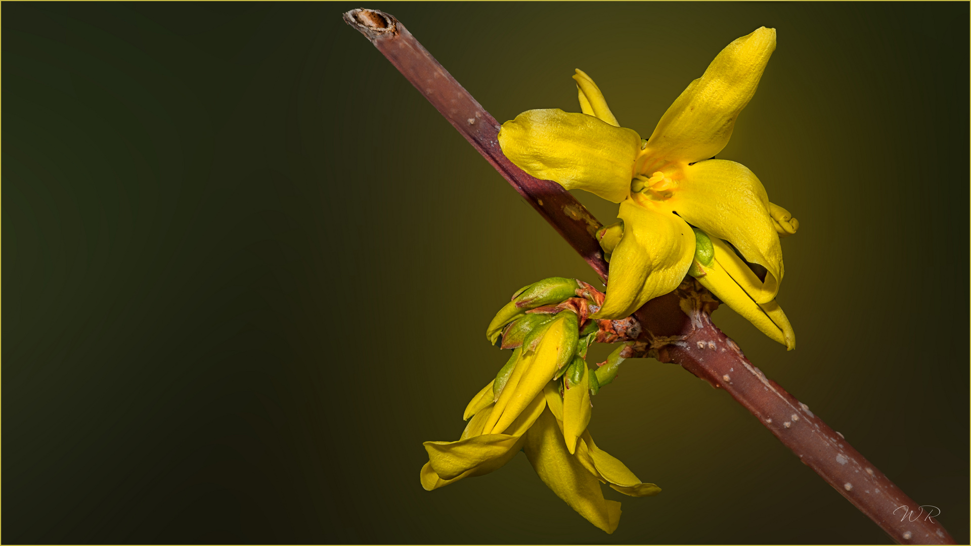 Forsythien offen