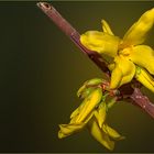 Forsythien offen