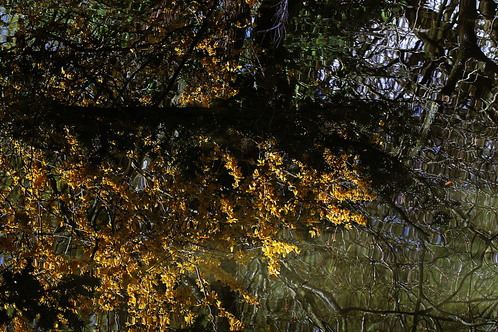 Forsythien spiegeln sich im Teich