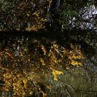 Forsythien spiegeln sich im Teich