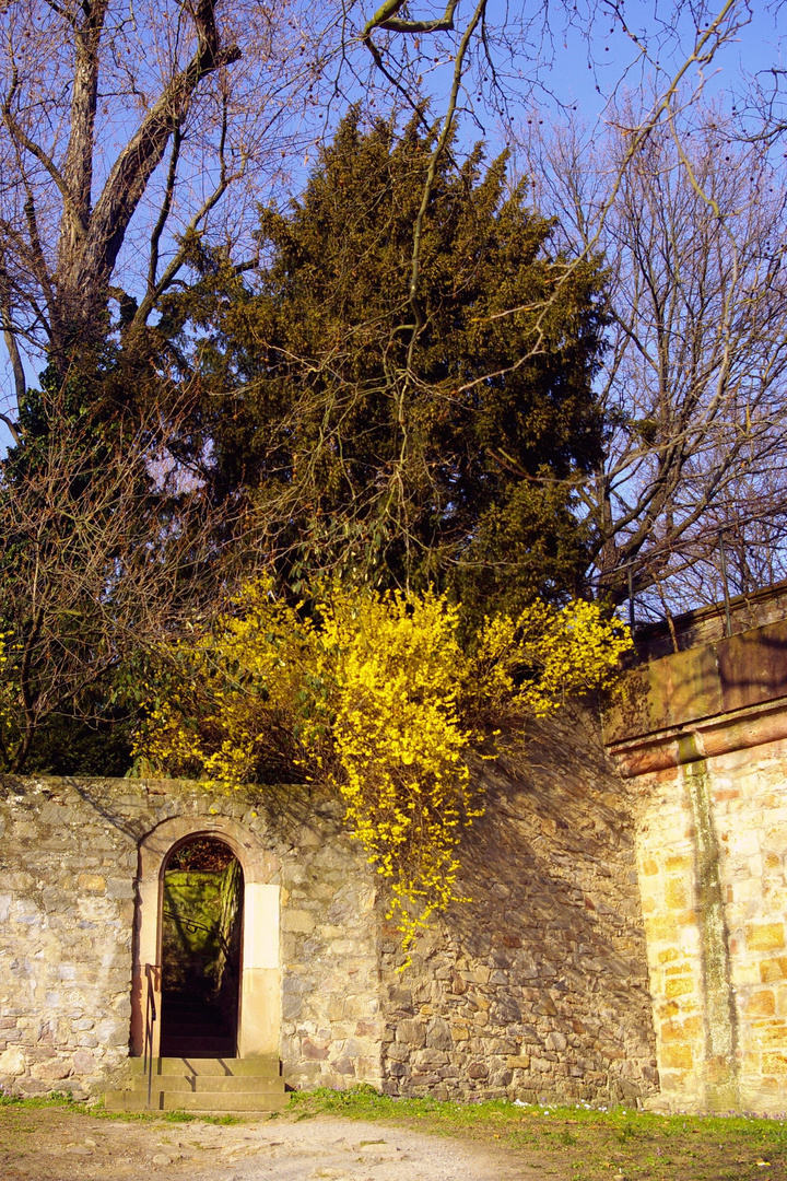 Forsythien über der Tür zum Schlosspark