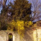 Forsythien über der Tür zum Schlosspark