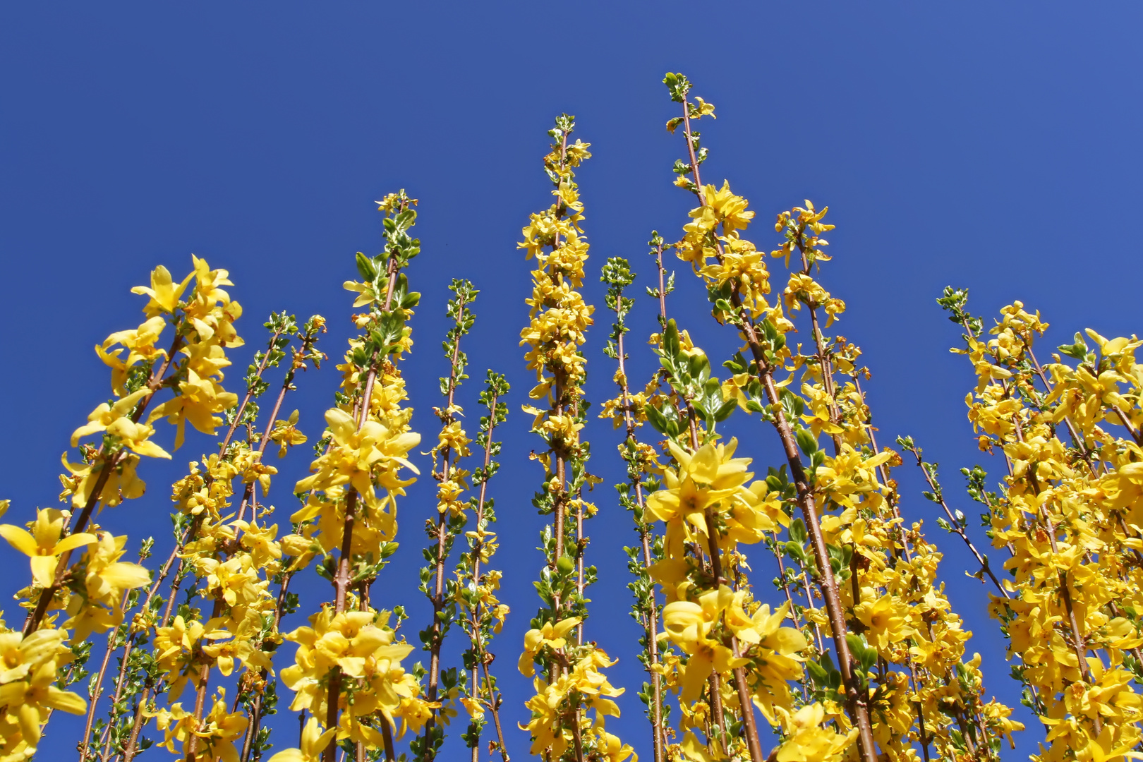 Forsythien-Wäldchen  -  forsythia-groove