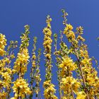 Forsythien-Wäldchen  -  forsythia-groove