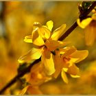 Forsythienblüte